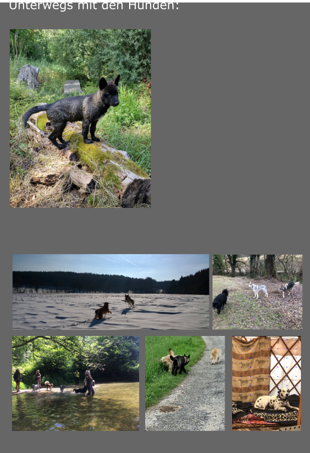 Unterwegs mit den Hunden: