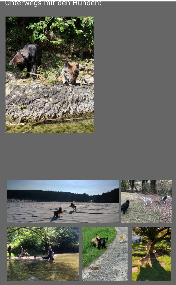 Unterwegs mit den Hunden: